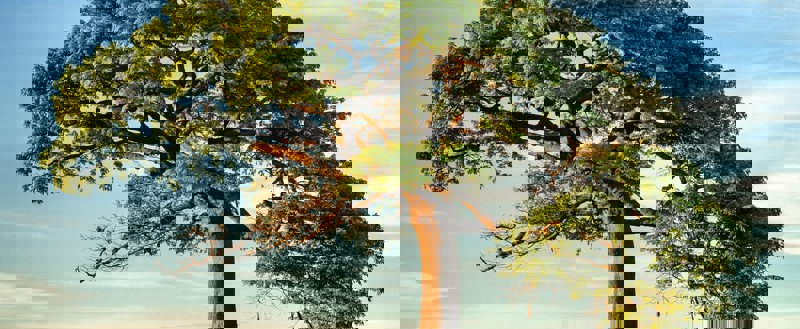 Vertel één verhaal