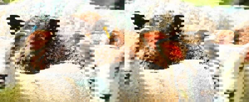 Casus: hoe je van merkpersoonlijkheid naar merktaal naar copywriting gaat